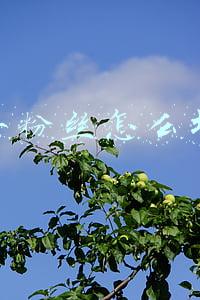 快手粉丝怎么增加