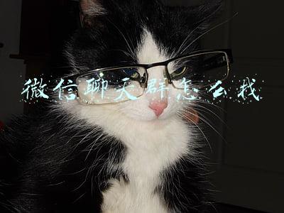 微信聊天群怎么找
