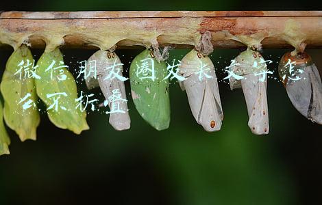 微信朋友圈发长文字怎么不折叠