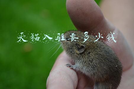 天猫入驻要多少钱