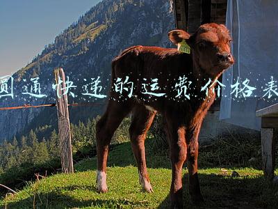 圆通快递的运费价格表