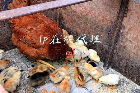 ip在线代理