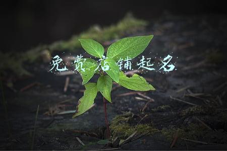 免费店铺起名