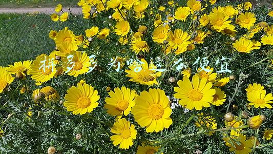 拼多多为啥这么便宜