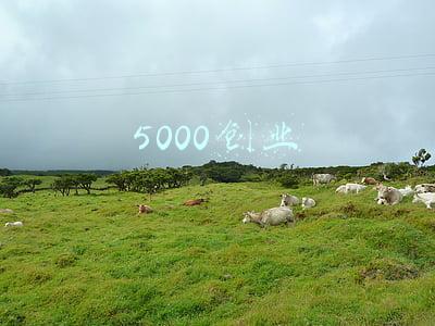 5000创业