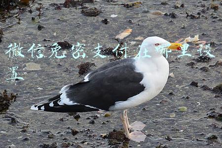 微信免密支付在哪里设置