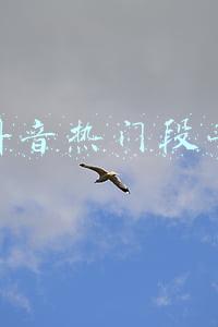 抖音热门段子