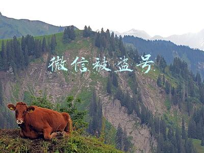 微信被盗号了怎么办(微信被盗怎么办？网警教你三步找回)