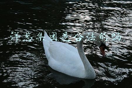 洋葱集团是合法的吗