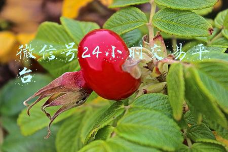 买微信号交易平台(设平台买卖微信号，一公司需赔腾讯109万！揭秘背后产业链)