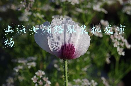 上海七浦路服装批发市场 上海七浦路服装批发市场