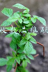 收款二维码