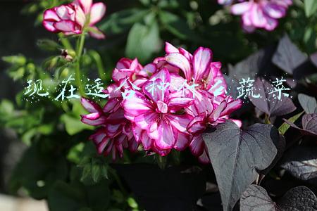 现在适合种什么蔬菜