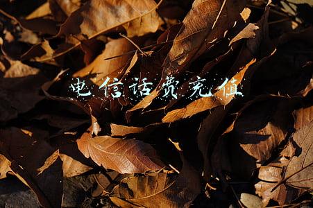 电信话费充值会员(话费充值卡怎么用？电信充值卡怎么用？)