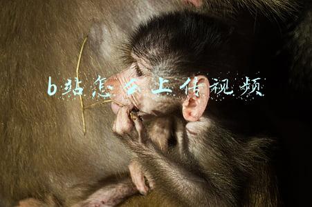 b站怎么上传视频