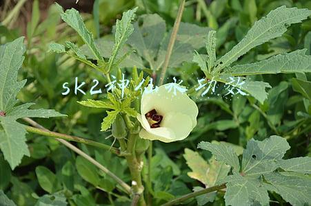 sk2神仙水功效