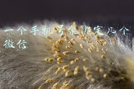 一个手机号能绑定几个微信
