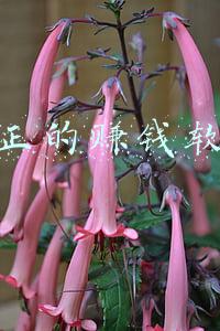 真正的赚钱软件无广告游戏(那些广告里面推广的赚钱游戏)
