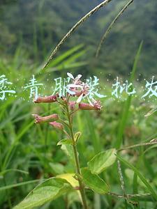 四季青服装批发网