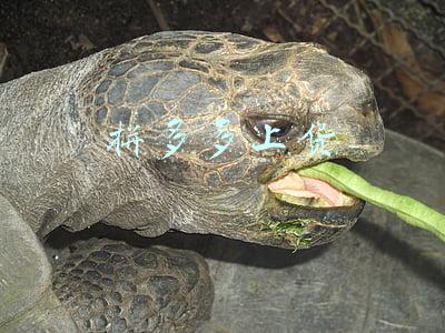 拼多多上货助手app手机版(如何使用拼多多上货助理？上货工具神器盘点)