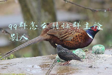 qq群怎么转让群主给别人