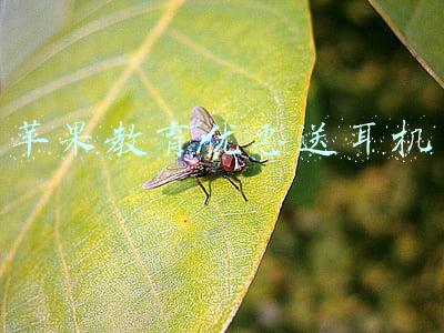 苹果教育优惠送耳机