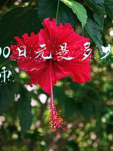 4900日元是多少人民币