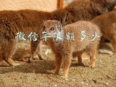 微信年限额多少