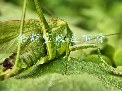 余额宝收益下降 余额宝收益下降