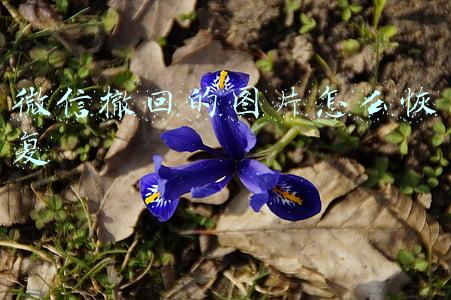 微信撤回的图片怎么恢复