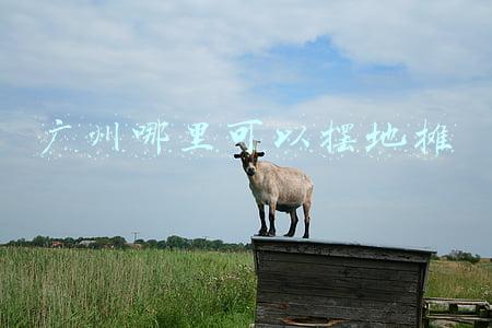 广州哪里可以摆地摊