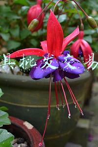 玩具批发交易网