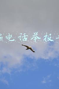 诈骗电话举报平台
