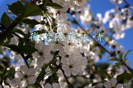 微信隐藏表情