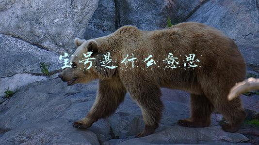 宝号是什么意思