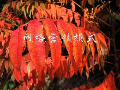 网络营销模式