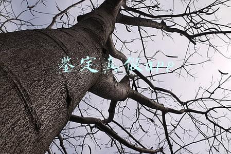鉴定真假app