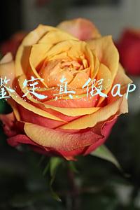 鉴定真假app