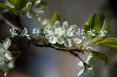 家庭群的群名称大全