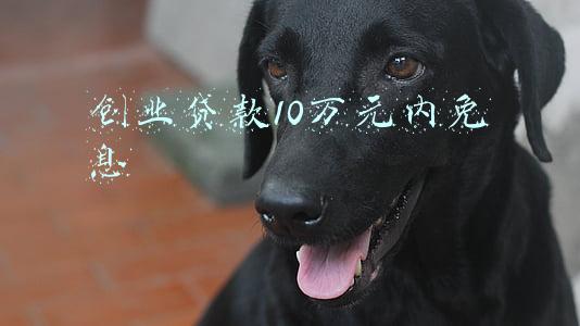 大学生创业贷款10万元内免息(大学生创业无息贷款条件是什么？)