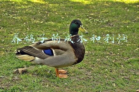 养鸽子的成本和利润