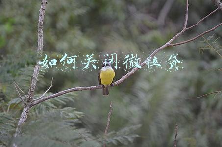 如何关闭微粒贷