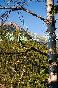随借随还贷款