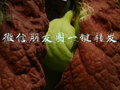 微信朋友圈一键转发