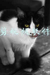 剪视频软件
