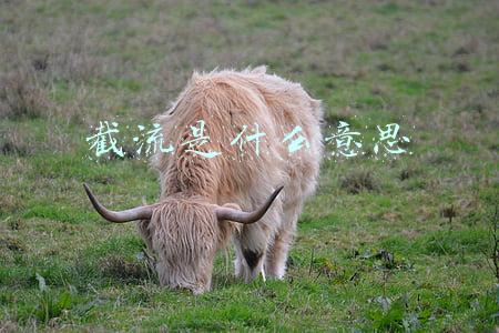 截流是什么意思