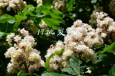 17批发网