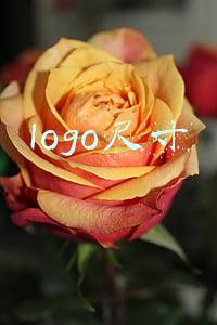 logo尺寸大小(证书、标识管理制度)