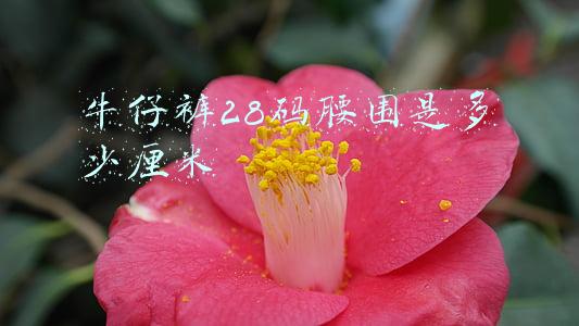 牛仔裤28码腰围是多少厘米