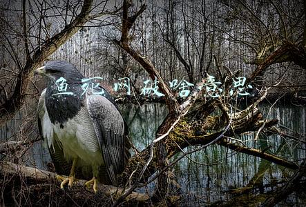 鱼死网破啥意思